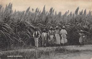 Barbados British West Indies Canes in Arrow Antique Postcard J61590