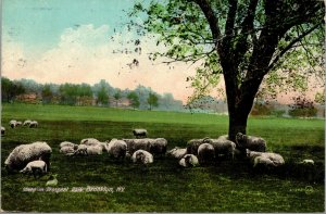 Vtg 1910s Sheep Grazing in Prospect Park Brooklyn New York NY Postcard
