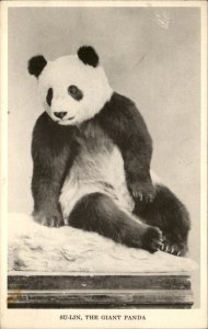 Chicago IL Field Museum Natural History Su Lin Giant Panda Vintage Postcard