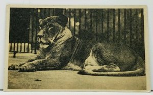 Queenie African Lioness Lincoln Park Zoo Postcard I13