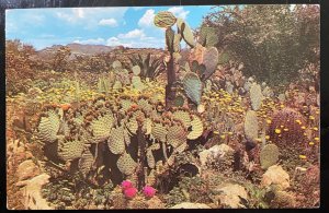 Vintage Postcard 1970's Desert Garden, Cactus, Arizona (AZ)