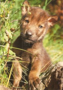 The Wolf Nice modern Spanish photo postcard