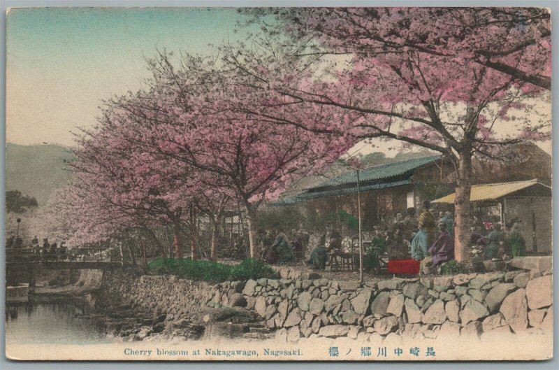 JAPAN NAGASAKI CHERRY BLOSSOM AT NAKAGAWAGO ANTIQUE POSTCARD