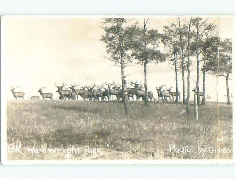 Bent Pre-1949 rppc LOTS OF ELK IN PARK Wainwright AB o1386