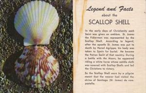 Legends and Fatcs About The Scallop Shell