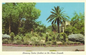 Blooming Cactus Gardens on Alamo Grounds San Antonio Texas