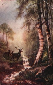 Vintage Postcard 1909 Dawn in the Forest Wildlife Wild Animals Deer Nature Art