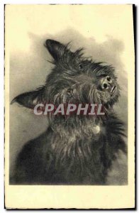 Old Postcard Dogs Dog