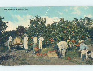 Pre-Chrome FARM SCENE Miami Florida FL AH5774