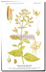 Old Postcard Fantasy Flowers Figwort Family Scrofularinees