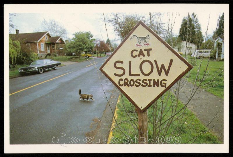 Cat Slow Crossing