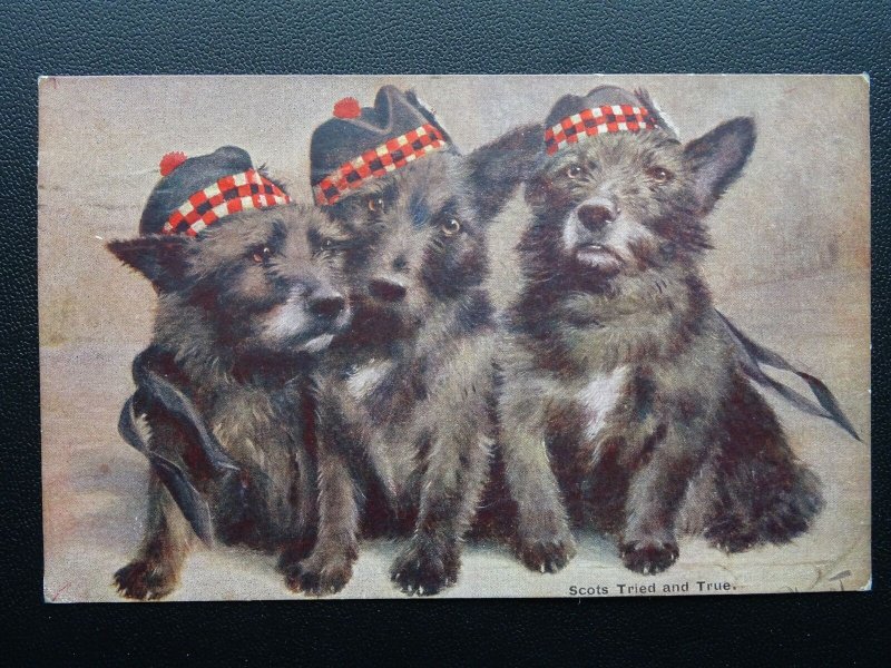 Dog Portrait THREE SCOTTISH TERRIER Tried & True c1917 Postcard by G.W. Faulkner