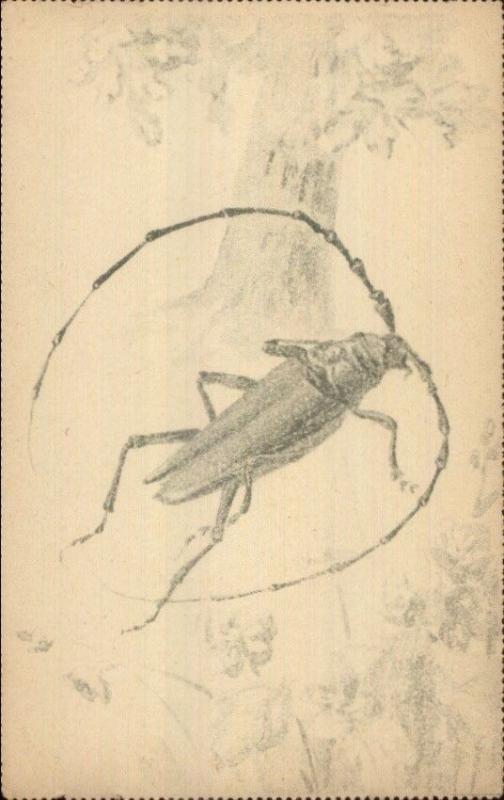 Scarce Unnumbered TUCK Series Bug Insect Study Perforated Edges Postcard #2 