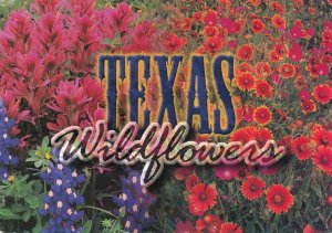 Wildflowers of Texas Bluebonnets Indian Paintbrush Winecups Gaillardia - pm 2002