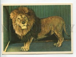 463664 USSR 1965 year Leningrad Zoo Vaska the lion postcard