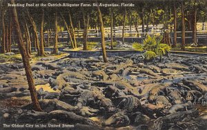 Ostrich-Alligator Farm Breeding Pool - St Augustine, Florida FL Postcard