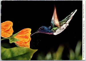 VINTAGE CONTINENTAL SIZED POSTCARD WHITE-NECKED HUMMING BIRD OF JAMAICA 1974