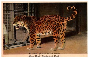 Jaguar , senor Lopez