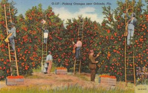 Picking Oranges near Orlando, Florida c1940s Vintage Linen Postcard