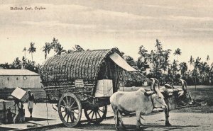 Sri Lanka Ceylon Bullock Cart Vintage Postcard 03.70