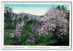 c1920's Apple Blossom Time in Canaan New Hampshire NH Hand Colored Postcard 