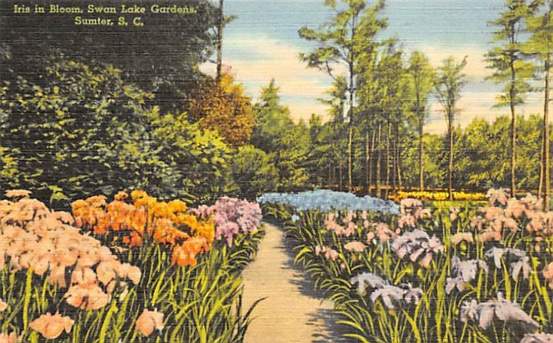 Iris in Bloom Swan Lake Gardens Sumter, South Carolina  