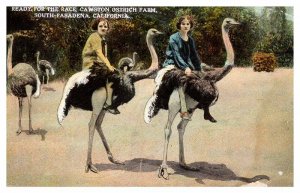 Postcard FARM SCENE Pasadena California CA AQ8887