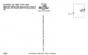 Calaveras Big Trees State Park California Fallen Tree Chrome Postcard Unused