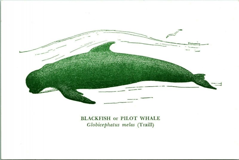 Blackfish Pilot Whale National Museum of Victoria Australia Postcard UNP