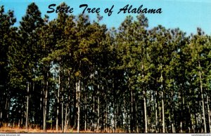 Alabama Official State Tree The Southern Pine