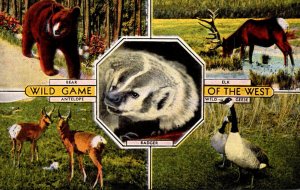 Wild Game Of The West Bear Elk Antelope and Wild Geese