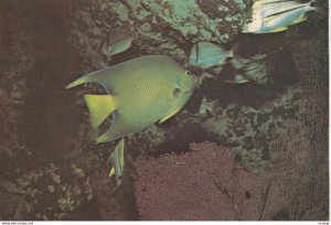 Mystic Aquarium, 1950-70s