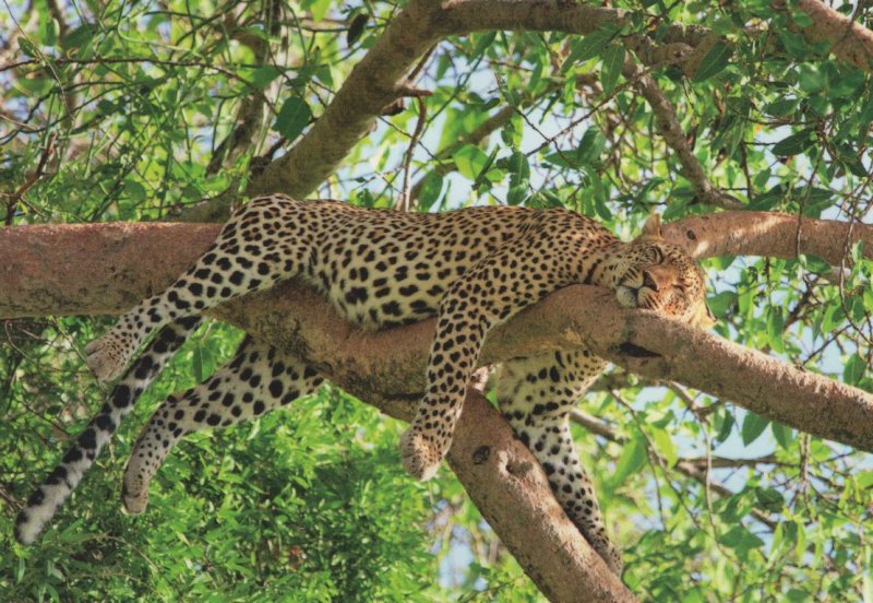 Sleepy Leopard Balancing On Tree Foto Giant Cat Stunning German Postcard