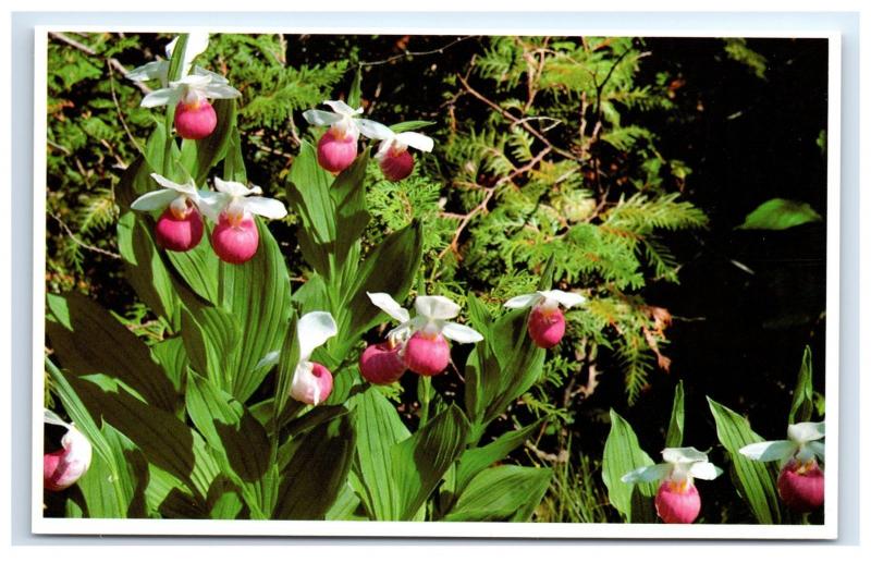 Postcard Queen Slippers aka Snowy Orchid, Maine rare flower unposted A2