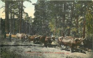 C-1910 Logging Lumber El Dorado California Inch & Son Postcard 4079