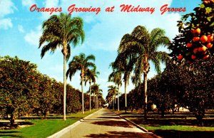 Florida Midway Groves U S Highway 41 Between Bradenton and Sarasota