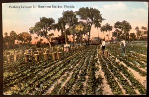 Vintage Postcard 1915 Packing Lettuce for Northern Markets, Florida