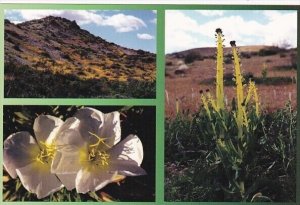 Flowers Primroses and Desert Candles Mojave Desert Barstow California