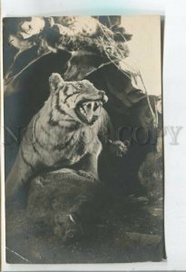 478589 RUSSIA Khabarovsk Museum 1927 year stuffed tigress Vintage photo postcard