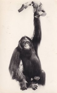 Orangutang British Natural History Museum Real Photo Old Postcard