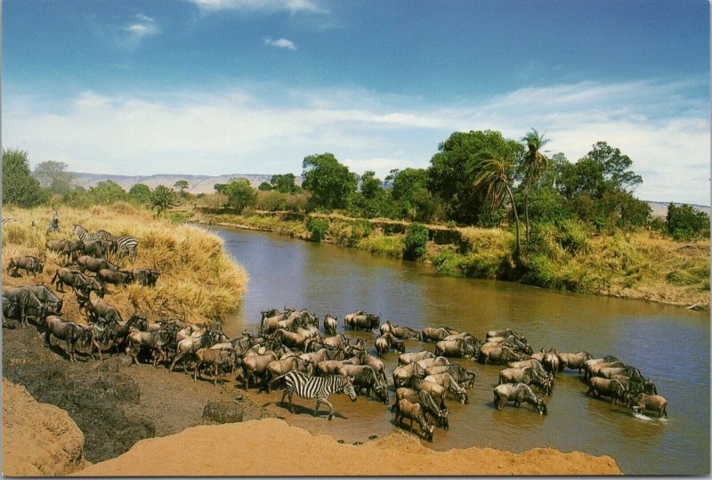 Wildebeest & Zebra Images of Africa Photobank Postcard PC511