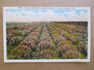 1936 USA Picture Postcard - Juayule Plants To Make Rubber - Salinas, CA (WW91)