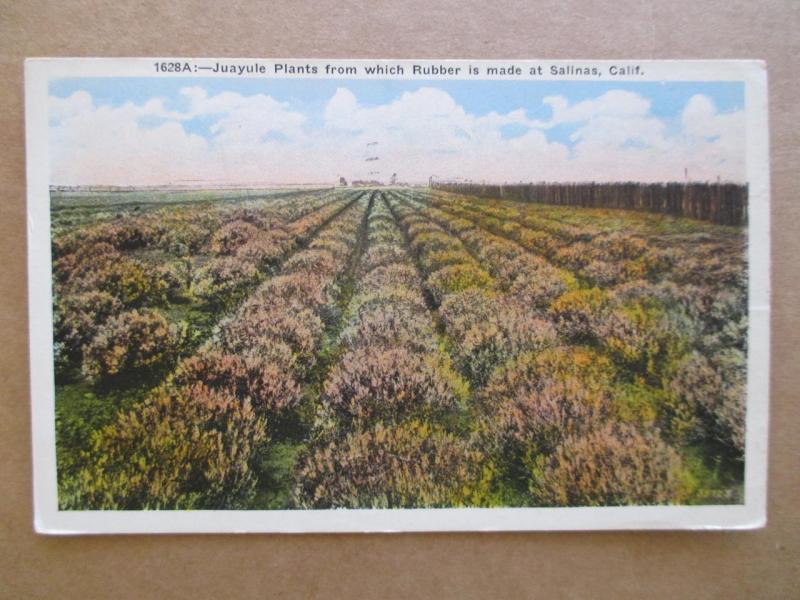 1936 USA Picture Postcard - Juayule Plants To Make Rubber - Salinas, CA (WW91)