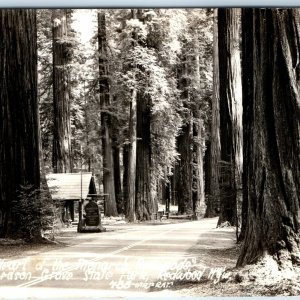 c1940s Humboldt Co CA RPPC Richardson Grove State Park Monarch Redwood Tree A165