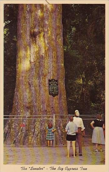 Florida Orlando The Senator The Largest And Oldest Cypress Tree In The U S