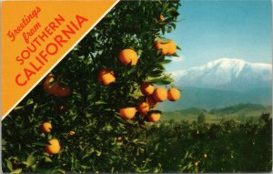 Greetings from Southern California - oranges and mountain in background postcard