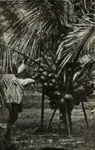 PC CPA SINGAPORE, COCONUT TREE, Vintage REAL PHOTO Postcard (b19704)