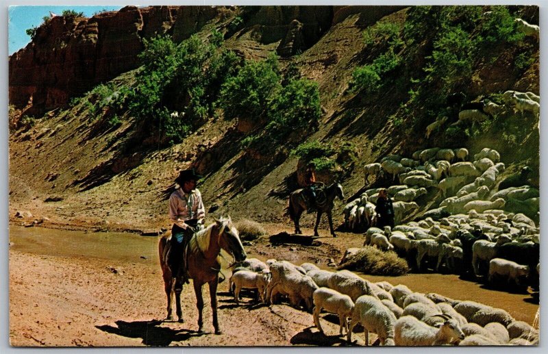 Vtg Arizona AZ Navajo Indians Herd Sheep Reservation Native American Postcard