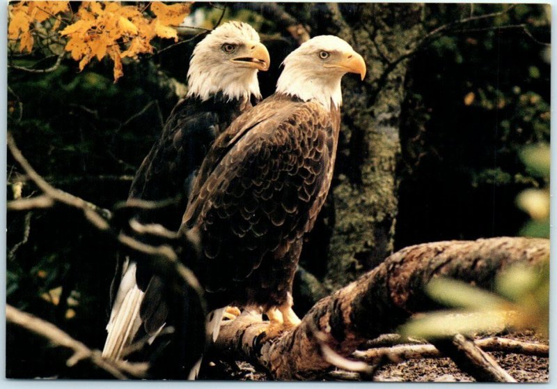 Bald Eagles Environmental Eagle Habit Grandfather Mountain North