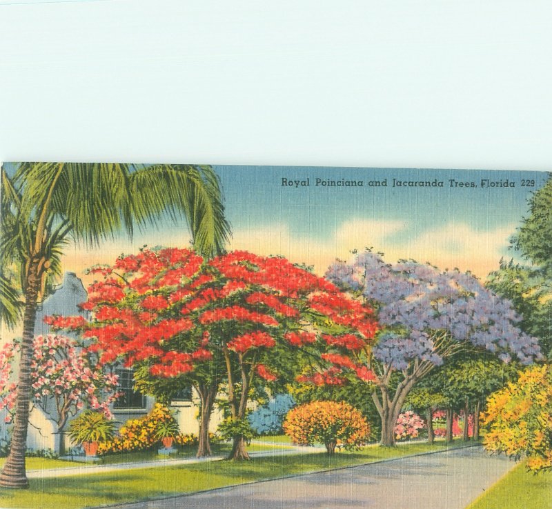 Florida Royal Poinciana and Jacaranda Trees Linen Postmarked 1948